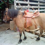 Anden særlig race Musse