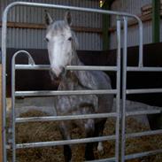 Holstener Thy`s Cirkeline