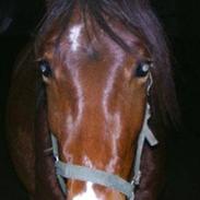 Anden særlig race brilliant sky *billy*