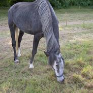 Holstener Thy`s Cirkeline