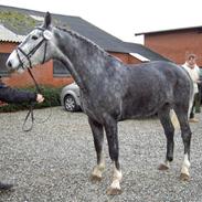 Holstener Thy`s Cirkeline