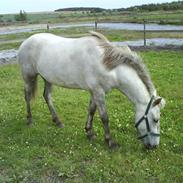 Islænder Gráni fra Remmerstrand