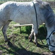 Islænder Gráni fra Remmerstrand