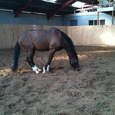 Dansk Varmblod SvanegaardensLightAffaire