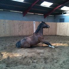 Dansk Varmblod SvanegaardensLightAffaire