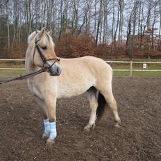 Fjordhest Birkens Hubert SOLGT <3