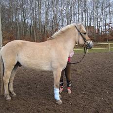 Fjordhest Birkens Hubert SOLGT <3