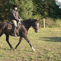 Trakehner Helia af Lykkebo