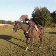 Trakehner Helia af Lykkebo