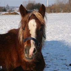 Welsh Cob (sec D) Dahlsminde Covergirl