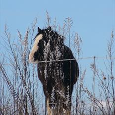 Irish Cob Hebe. (Solgt)