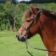 Islænder Fylkir fraEllidshøj