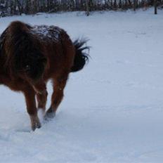 Islænder Fylkir fraEllidshøj