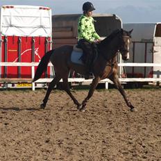 Belgisk Sportspony Tzoeky