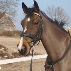 Belgisk Sportspony Tzoeky