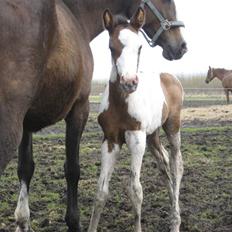 Anden særlig race A.B. Marlee "SOLGT"