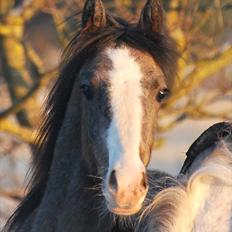 Welsh Partbred (Sec F) My Queenie - SOLGT