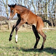 Welsh Partbred (Sec F) My Queenie - SOLGT