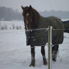 Anden særlig race Palle *RIP* d. 26 marts 2013