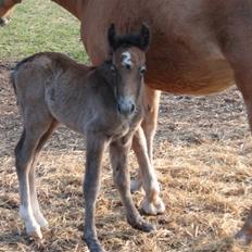 Anden særlig race Zorro