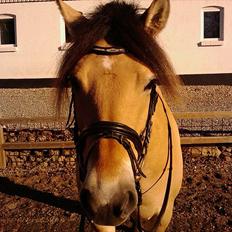 Anden særlig race Nordgaards Caroline.