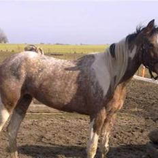 Hollandsk Sportspony Maggi RIP