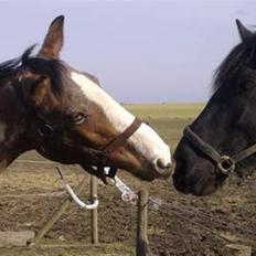 Hollandsk Sportspony Maggi RIP