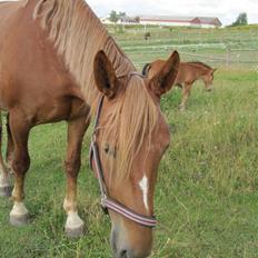Oldenborg møllevangs menja