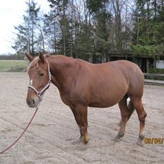 Oldenborg møllevangs menja