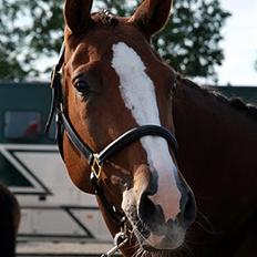 Dansk Varmblod Lindgaardens Revlon