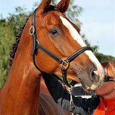 Dansk Varmblod Lindgaardens Revlon