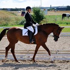 Dansk Varmblod Lindgaardens Revlon