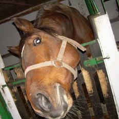 Fransk Varmblod Gamale- ( Busse mann )