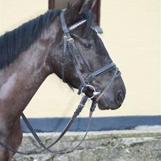 Anden særlig race Fritz.