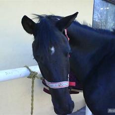 Anden særlig race Fritz.