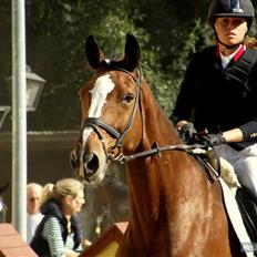 Svensk Varmblod                  Cadette 