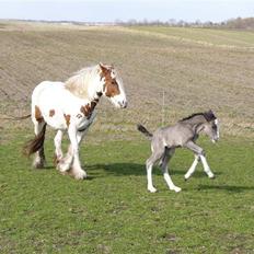 Irish Cob Hebe. (Solgt)