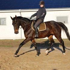 Trakehner LG A-Ziki
