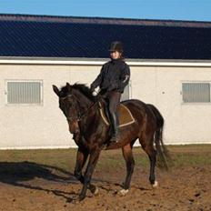 Trakehner LG A-Ziki