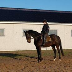 Trakehner LG A-Ziki