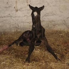 Dansk Varmblod A.B. Chardonnay "SOLGT"