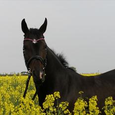 Hannoveraner Dreamgirl 11.04.2003-22.09.2012