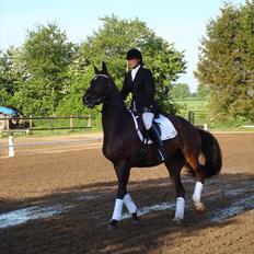 Hannoveraner Dreamgirl 11.04.2003-22.09.2012