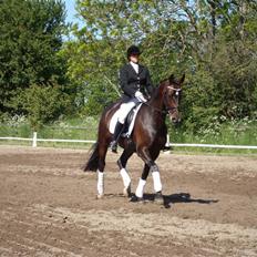 Hannoveraner Dreamgirl 11.04.2003-22.09.2012