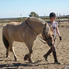 Fjordhest Rico *X-Part*