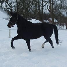 Holstener Sheila Imperial