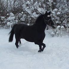 Holstener Sheila Imperial