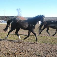 Holstener Sheila Imperial