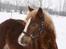 Welsh Cob (sec D) Dahlsminde Covergirl - Cover hygger sig i sneen