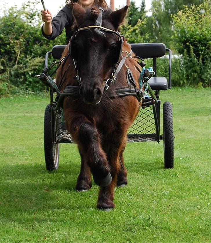 Shetlænder TinTin  (Solgt) billede 14